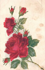 Vintage Postcard 1909 Red Roses With Love And Best Wishes To Miss Hilda Greeting