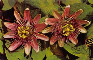 Passion Flower Bermuda Unused 