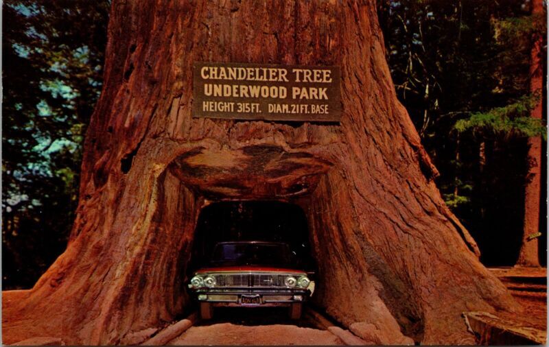 Chandelier Tree Underwood Park Old Car Highway Drive Thru Tree Roberts