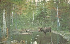 CABANO TEMISCOUATA-sur-le-lac QUEBEC CA MOOSE POSTCARD 1960s