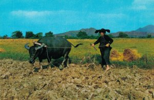 Hong Kong Peasant Woman & Buffalo Vintage Postcard BS.05