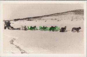 Animals Postcard - Dogs - Famous Alaska Dog Team  Ref.RS29611