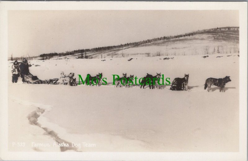 Animals Postcard - Dogs - Famous Alaska Dog Team  Ref.RS29611