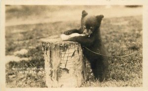 1920s Peggy Bear Cub Indian Head White Mountains New Hampshire Postcard 6690