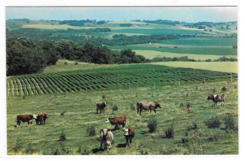 Wisconsin Americas Dairyland Panorama Fields Cows Farm Veiw Vntg 60s Postcard