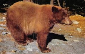 American Black Bear Bear Postcard