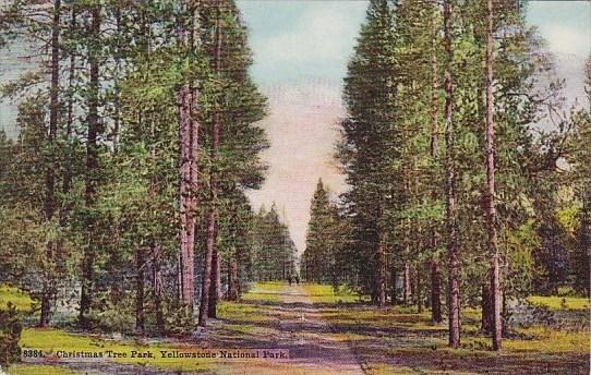 Christmas Tree Park Yellowstone National Park Wyoming