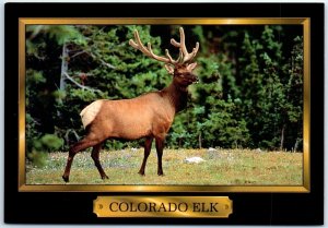 M-86989 Colorado Elk Colorado