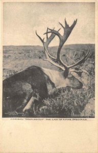 CARIBOU Down & Out, Last of a Fine Specimen Alaska c1910s Vintage Postcard