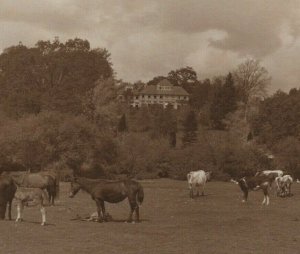 Sanatorium Linford Ringwood Hampshire Horse Cow Cattle UK Vintage Postcard 