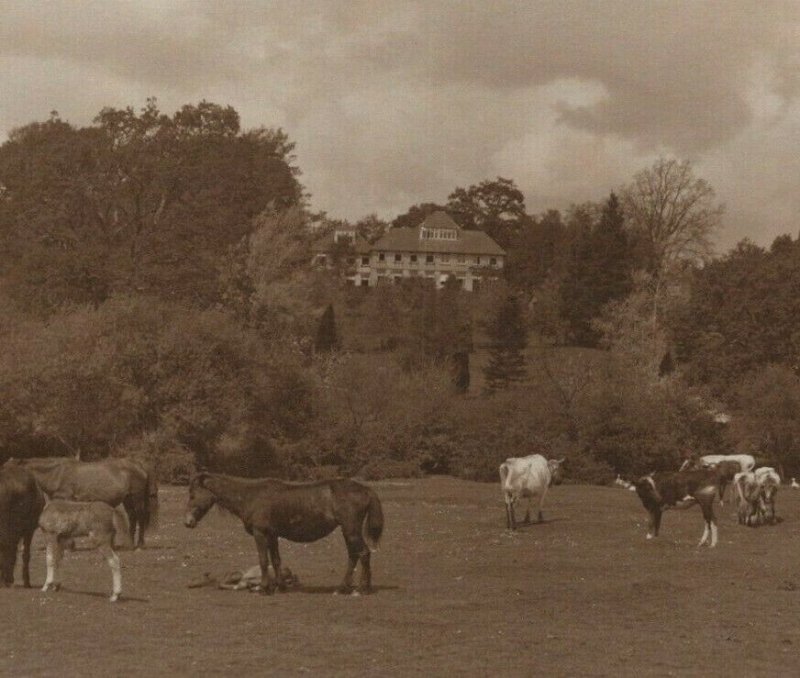 Sanatorium Linford Ringwood Hampshire Horse Cow Cattle UK Vintage Postcard 