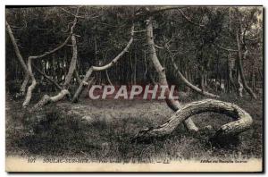 Old Postcard Soulac on Sea Pines twisted by storm