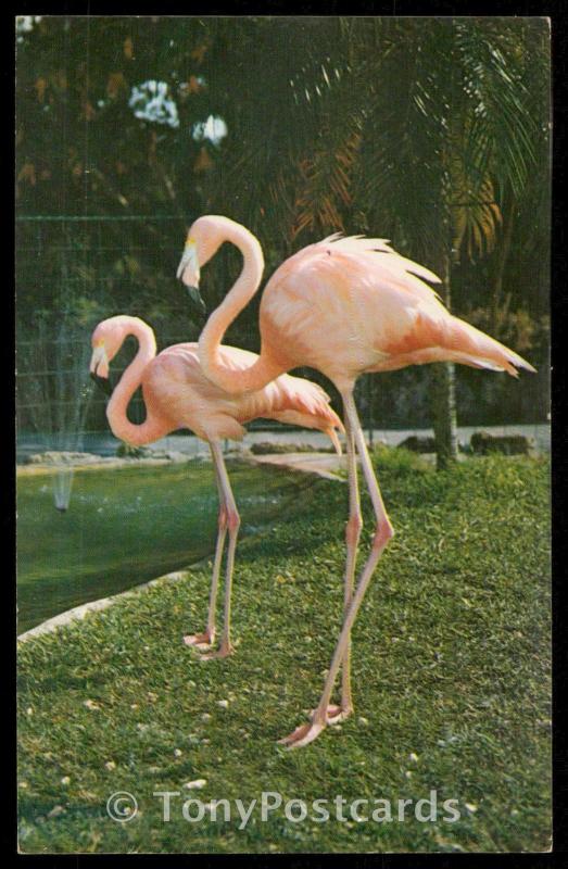 Colourful Flamingos at the Zoo, Royal Botanical Gardens, Hope, Jamaica