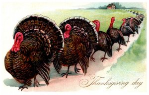 Thanksgiving  Turkey,  Flock walking in a Row