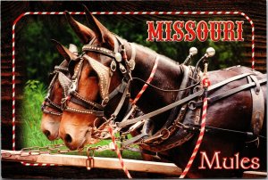 VINTAGE CONTINENTAL SIZE POSTCARD DECORATED MISSOURI MULES