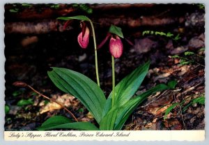 Lady Slipper, Floral Emblem Of Prince Edward Island, Canada Chrome Postcard