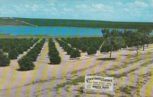 Florida Miami Beach Governors Grove