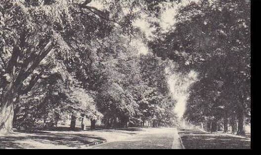 Vermont Manchester Main Street Looking North Albertype