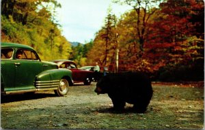 Big Black Bear Smoky National Park Postcard Tennessee TN Unposted Vintage
