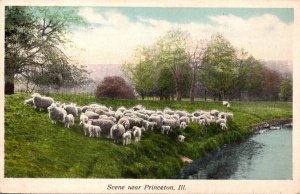 Illinois Scene Near Princeton Sheep Herd