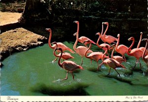 Bahamas National Bird The Flamingo