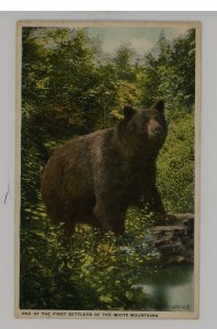 Black Bear in White Mountains of NH