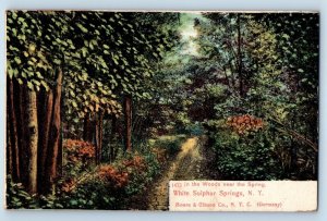 White Sulphur Springs New York Postcard Woods Spring Trees c1900 Vintage Antique