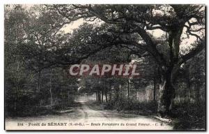 Foret Senart - Forestiere Road Tree Tree - Old Postcard