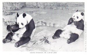 Giant Pandas, St. Louis Zoo 1942