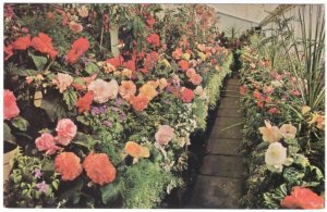 Begonias, Butchart Gardens, Victoria, British Columbia, Vintage Postcard #3