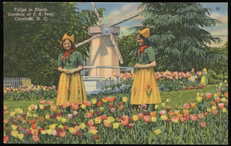 Tulips in Bloom, Gardens of J.B. Ivey, Charlotte, NC. Curt Teich linen card 1946