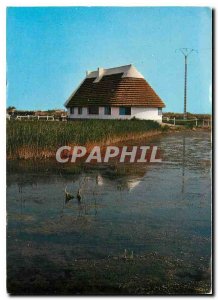 Modern Postcard The Beautiful Images of Camargue Shack Guardian and Rubin