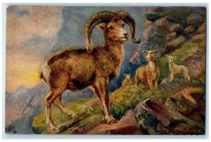 c1910 Rocky Mountains Sheep Unposted Antique Embossed Oilette Tuck Art Postcard
