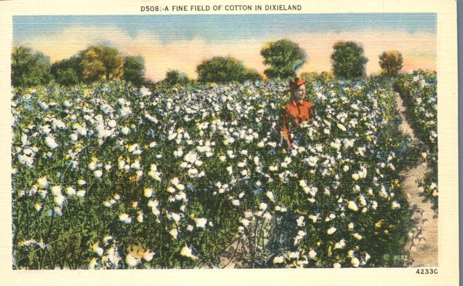 Southern Cotton Field in Dixieland - Linen