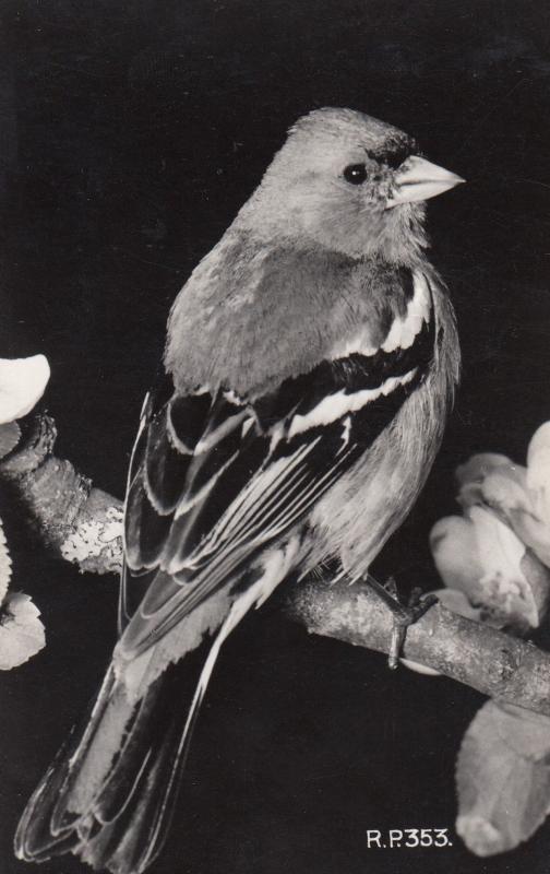 Chaffinch Valentines Bird Real Photo Old Postcard