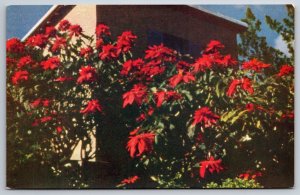 Poinsettias Christmas Flower Bermuda UNP Unused Chrome Postcard K7