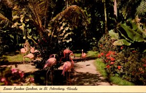 Florida St Petersburg Sunken Gardens Flamingos 1967