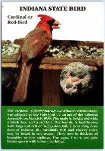 Postcard - Cardinal or Red-Bird - Indiana State Bird - Indiana