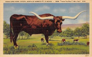 Texas Longhorn, Steer Longhorn Steer Bull Unused 