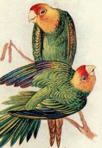 1900 Arm & Hammer Beautiful Birds Series No. 56 Carolina Parrot F134