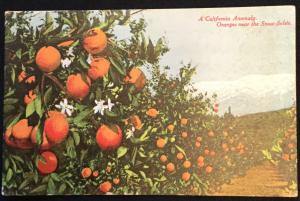 Oranges Snow Fields CA Unused Postcard LB