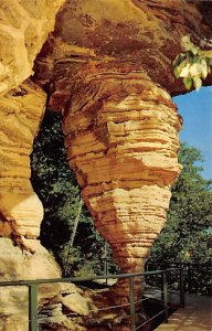 Hornets' Nest Built By Colonies Wisconsin River WI 