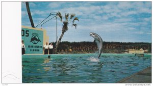 Trained Porpoise (Dolphin) plays Football , Marine Studios ,  Florida , 40-60s