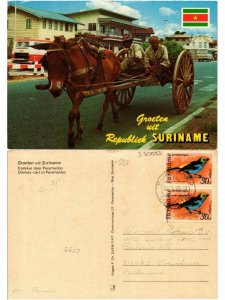 CPM SURINAME-Donkey cart in Paramaribo (330073)