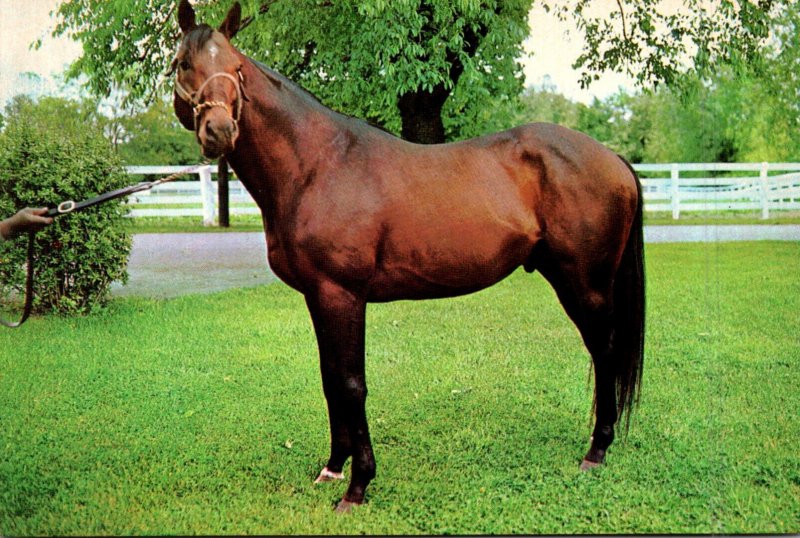 Kentucky Lexington Spendthrift Farm Nashua Bay Stallion