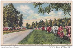 North Carolina Winston Salem A Hedge Of Roses Along One Of North Carolina...