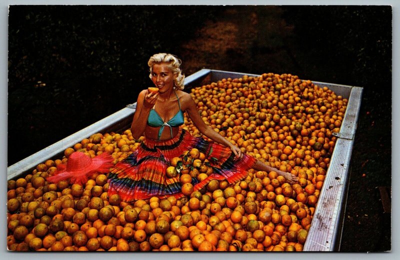 Postcard Florida c1960s Orange Harvest Time in Florida Beautiful Lady Eating