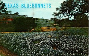 Vtg 1970s Bluebonnets State Flower of Texas TX Chrome Postcard