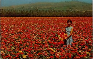 Burpeeana Giant Zinnias Growing for Seed on Floradale Farms in CA Postcard PC158