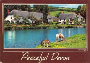 BR90110 peaceful devon horse cheval  uk